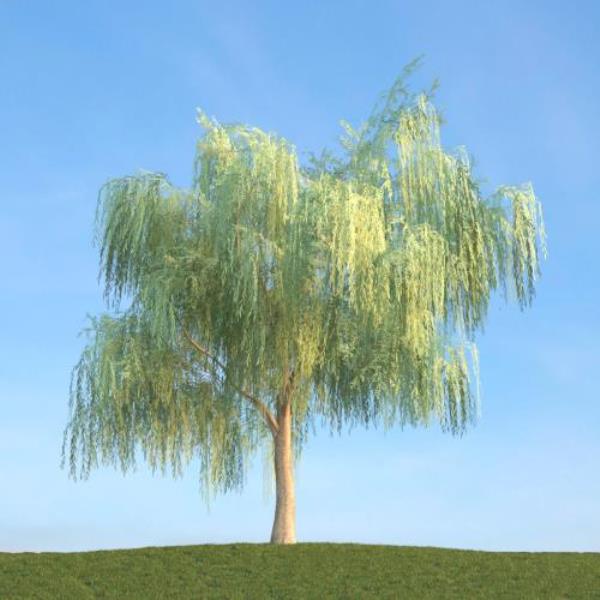 مدل سه بعدی درخت